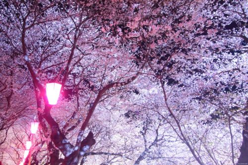 202504070001 spring nyx