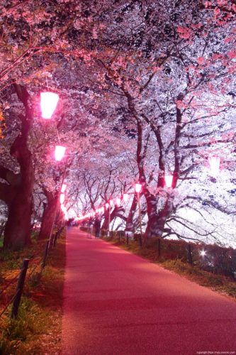 202504070002 spring nyx